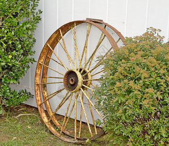 古老的金属马车轮和牛奶可以靠在灌木丛旁背景图片