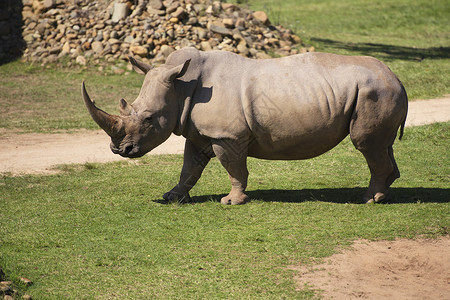 Rhino在昆士兰的公园动物园图片