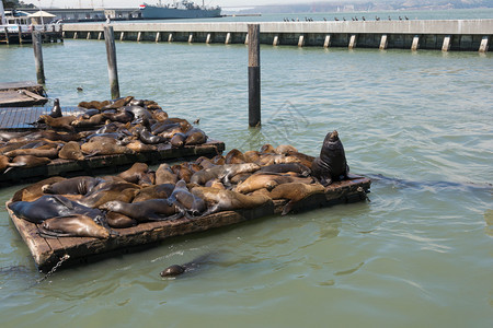 海狮在旧金山码头的景象图片