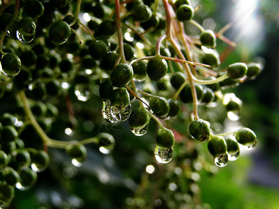 雨后的粗绿接骨木图片