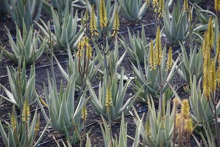 位于大西洋班牙加那利群岛的兰萨罗特岛的芦荟仙人掌种植园位于大西洋班牙加那利群岛图片