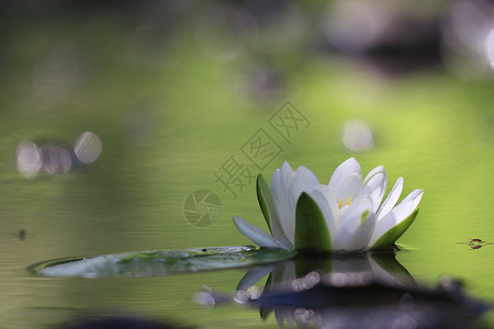 洁净湖上的百合花图片