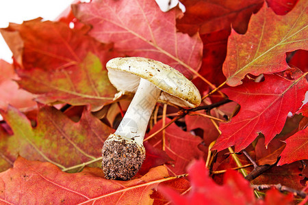 用树叶和蘑菇的秋天背景图片