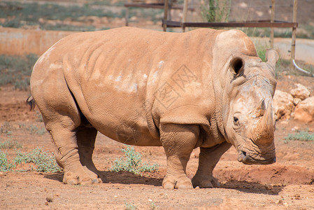 Rhino在公园里Rhinorot图片