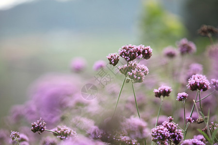 秋季pnk花特写图片