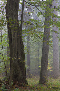 Biaowieza森林的老橡树倒在地上沉落的迷雾中图片