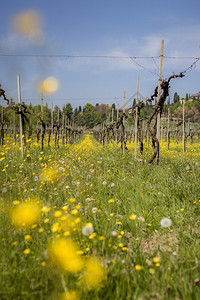 在春天中间的葡萄园图片