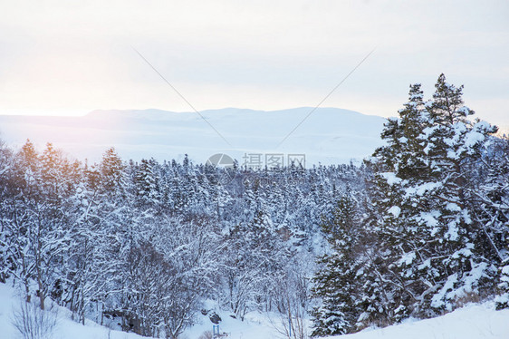 冬季森林和夕阳图片