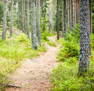 瑞典秋天森林的路径图片