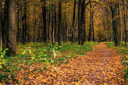 秋天的森林树木自然绿色木阳光背景图片