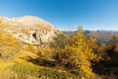 高山脉全景在一个五颜六色的秋天与黄色落叶松树和高山峰在背景中在温暖的午后光线图片