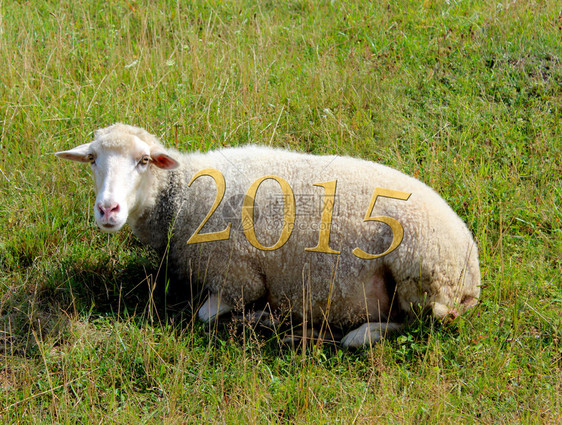 2015年对躺在草地上图片