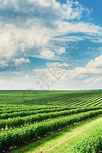绿色的田野和蓝天云淡风轻图片