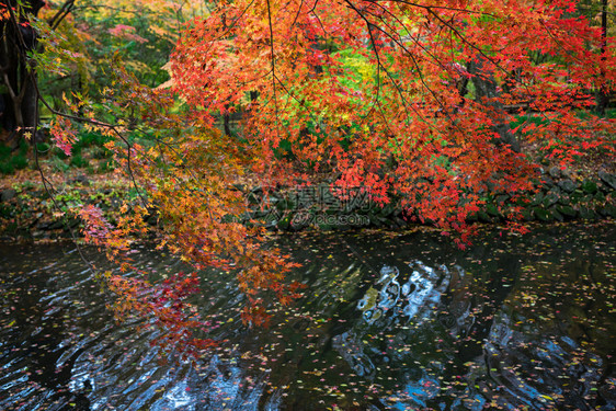 韩国高昌禅云寺的秋天图片