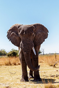 纳米比亚卡万戈卡普里维游戏公园非洲大象肖像图片