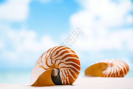 蜗牛LOGONautilusshells花在佛罗里达白色海滩沙上背景