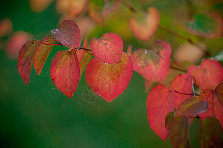 秋树叶背景图片