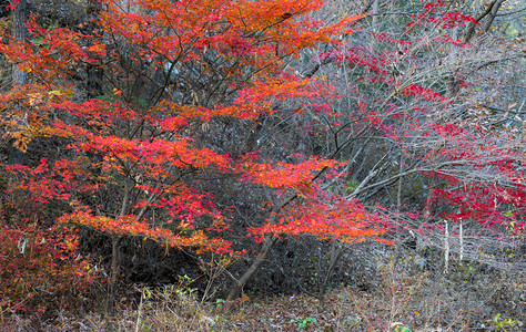 韩国迈山秋天的五颜六色的树木背景图片