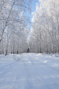 冬天树上的道路和白霜图片