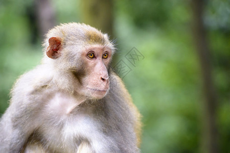 贵阳黔灵山公园的猕猴图片