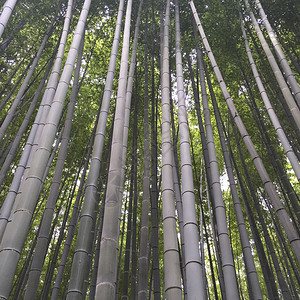 京都竹林是一个神奇的地方有名的地图片