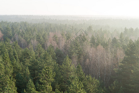 迷雾森林的广度景象图片