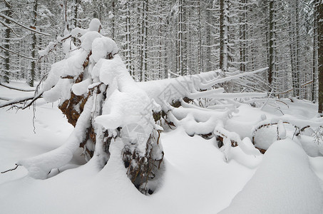 冬季风景积雪中图片
