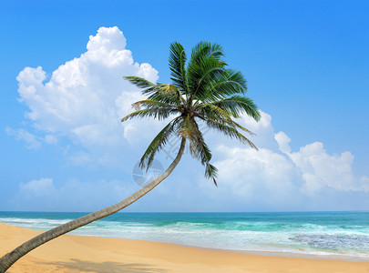 棕榈树弯曲在海洋图片