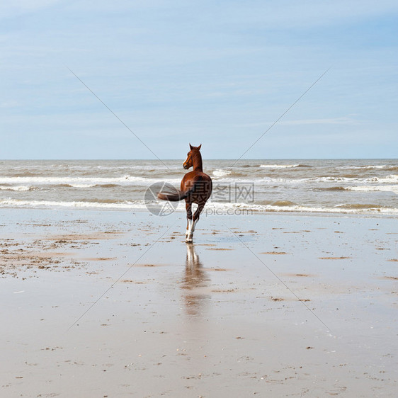荷兰泽北海沿岸的孤马图片