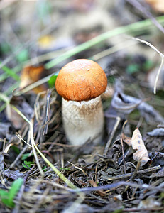 美丽的橙色帽子薄荷蘑菇拍图片