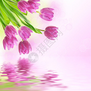 郁金香粉红色的花朵花卉春天背景图片