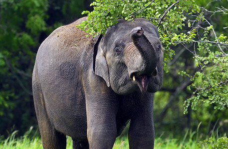 斯里兰卡岛上野生大象图片