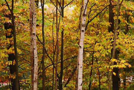 在佛蒙特的树上秋天图片