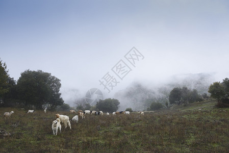 在山顶的牧羊犬检查山羊群图片