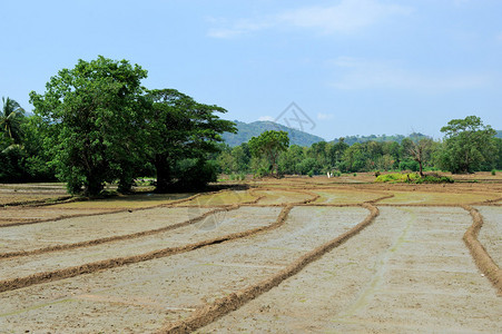 斯里兰卡蓝天上的稻田图片
