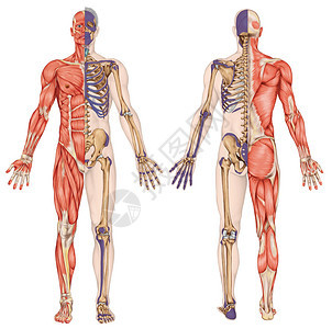 解剖人体人体骨骼解剖人体骨骼系统身体表面轮廓及明显骨突起的树干和上下肢前部后部全身图片