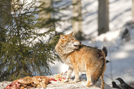 狼吃雪背景图片
