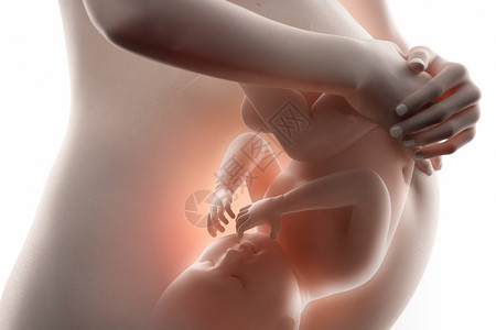 胎儿的概念图片