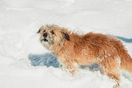 冬季户外狗图片