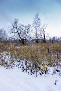公园里冬天无叶的树木早上的时间图片