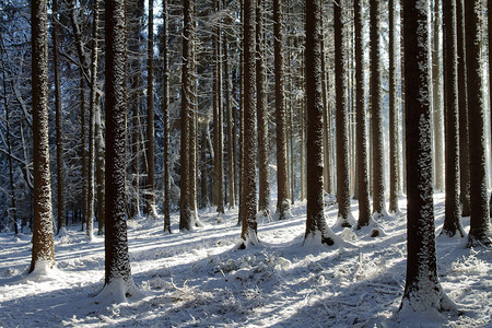 冬季森林中的白雪皑的树木图片