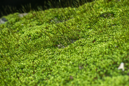 绿色苔藓背景的微距照片图片