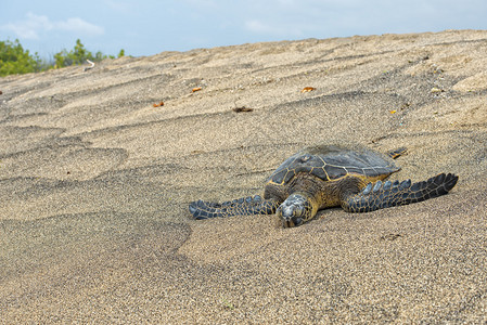 绿海龟在沙滩上放松图片