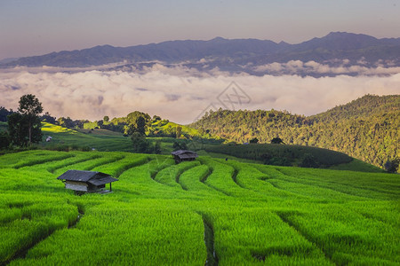阳光下的稻田和连绵起伏的青山图片