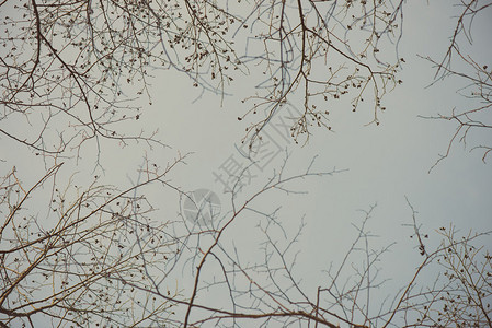抽象纹理背景中的冬季树枝复古图片