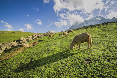 在山上放牧山羊和绵羊图片