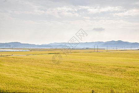 位于韩国安东市的秋天成熟的金色稻田景观图片