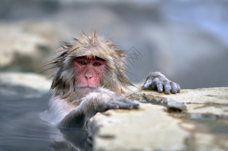 在自然温泉放松猴子温泉图片