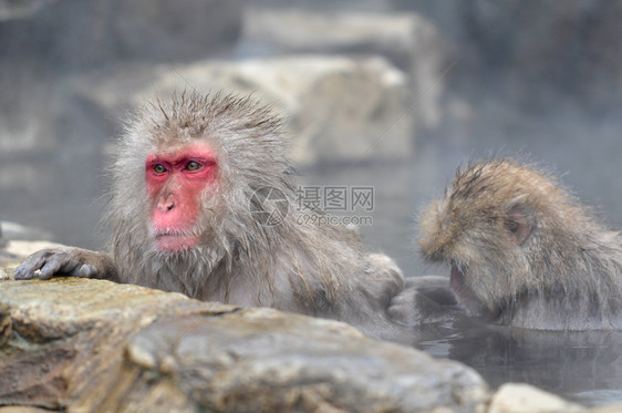 在自然温泉放松猴子温泉图片