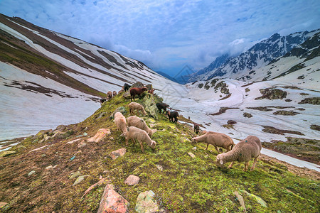 山上绵雪羊图片